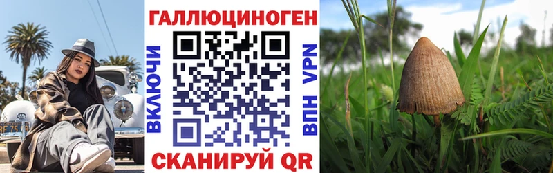 Псилоцибиновые грибы Psilocybine cubensis  Берёзовка 